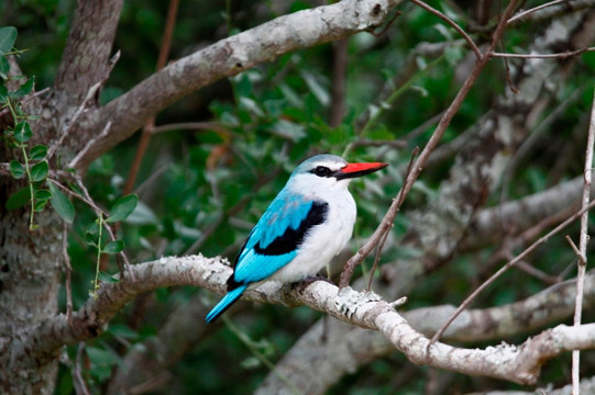 Hazyview buffalo game lodge-雾观必去景点