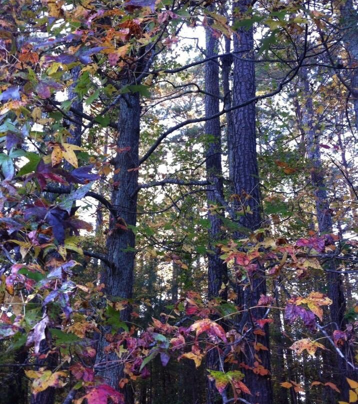 Golf Cart Paths-桃树市必去景点