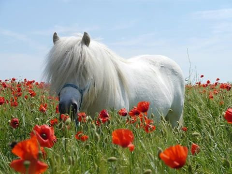 Shetland Pony Club景点图片