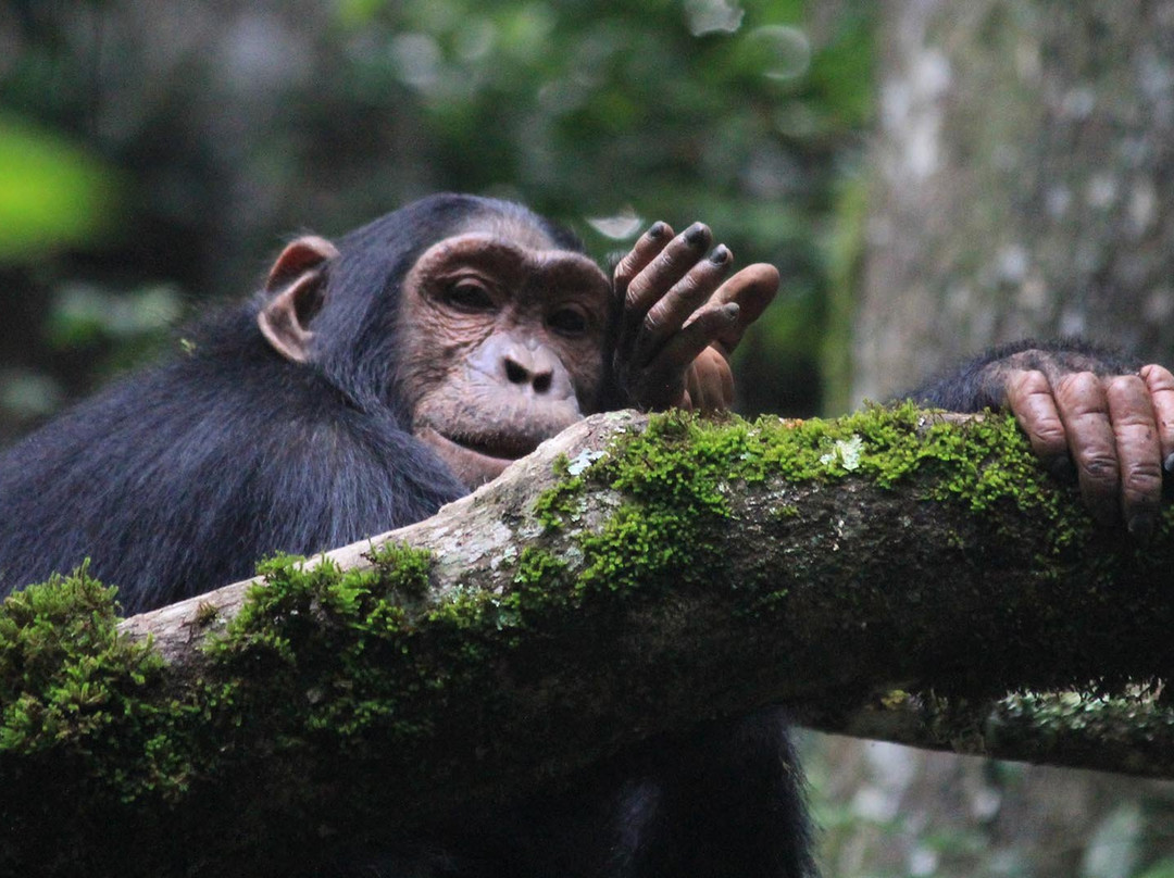 Wild Expeditions Uganda-恩德培必去景点