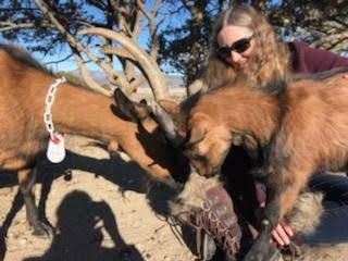 山羊山旅社主图