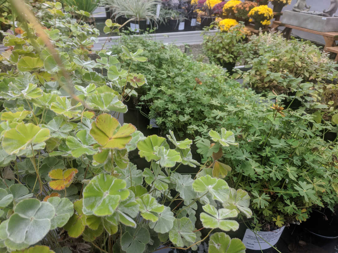 Hughes Water Gardens-图拉丁必去景点