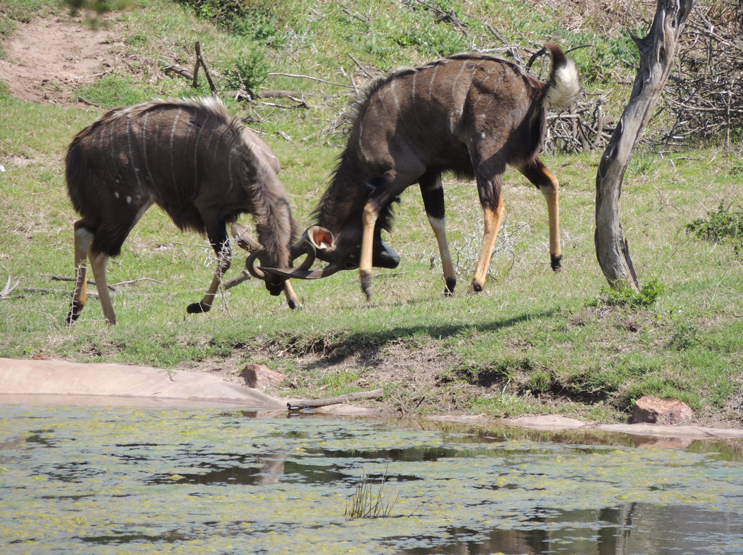 The Safari Lodge- Amakhala Game Reserve主图