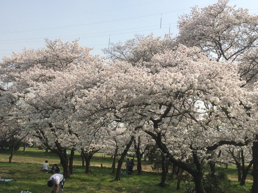Akigase Park景点图片