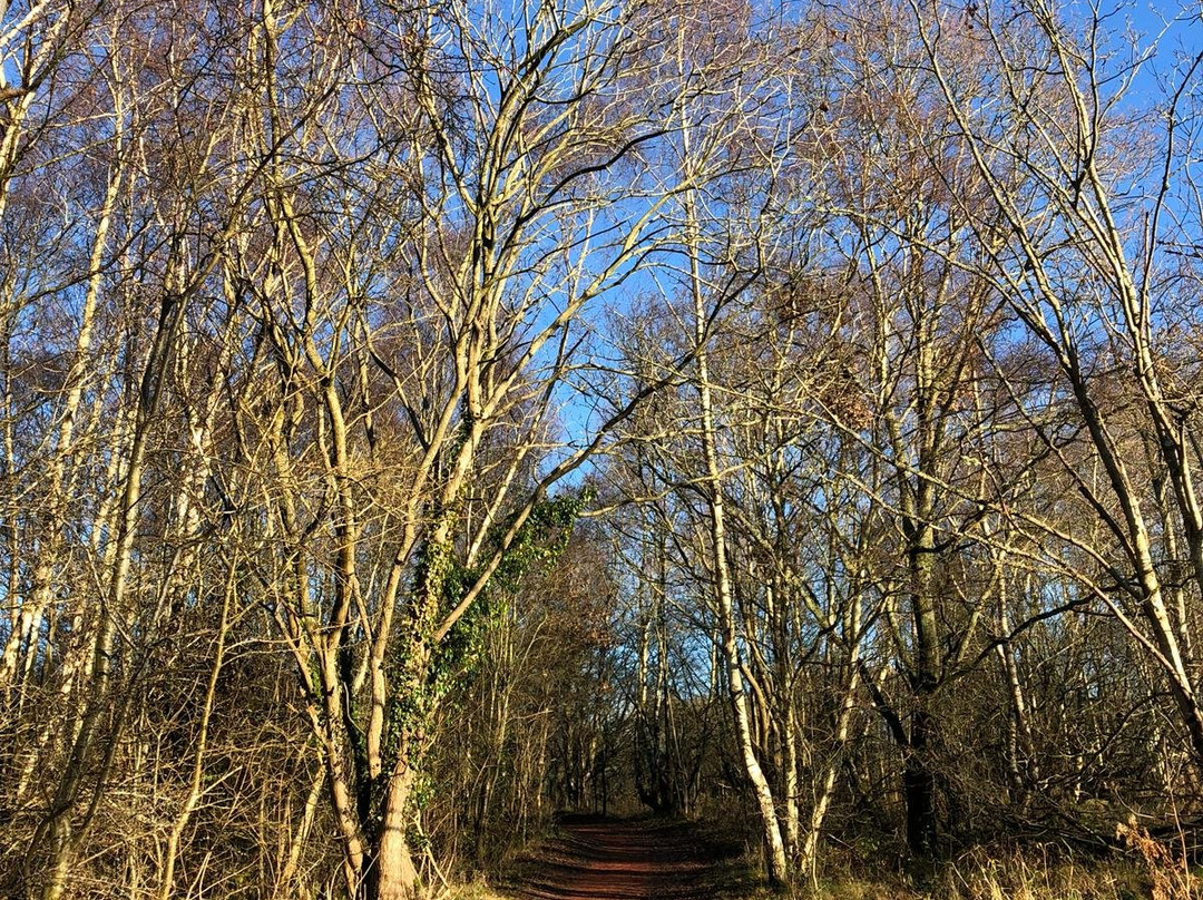 Strathclyde Country Park景点图片
