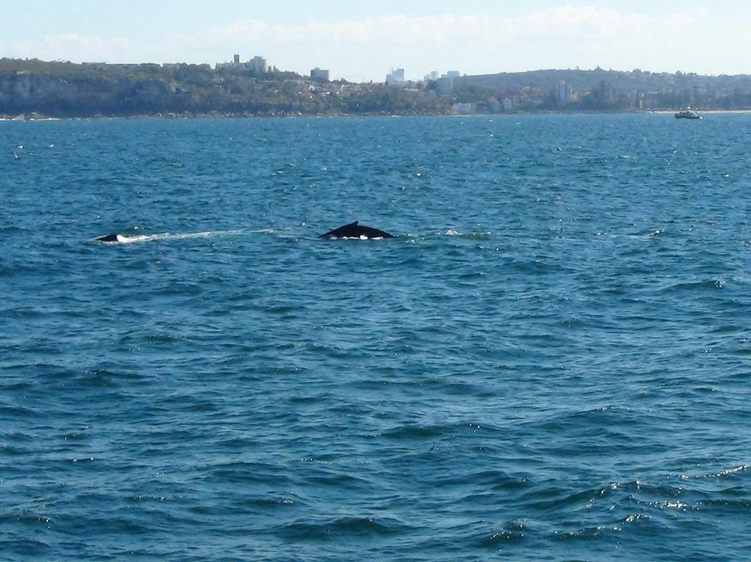 Sydney Whale Watching景点图片