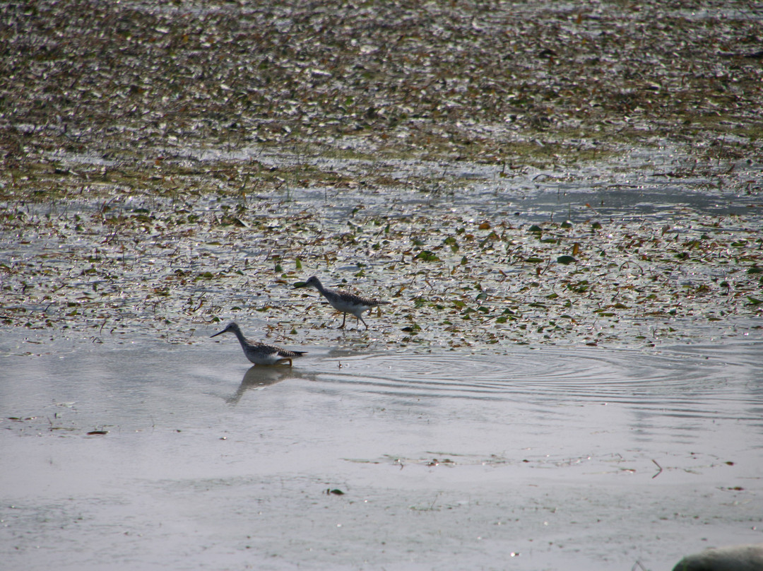 Salmon Arm Bay Nature Enhancement Society景点图片