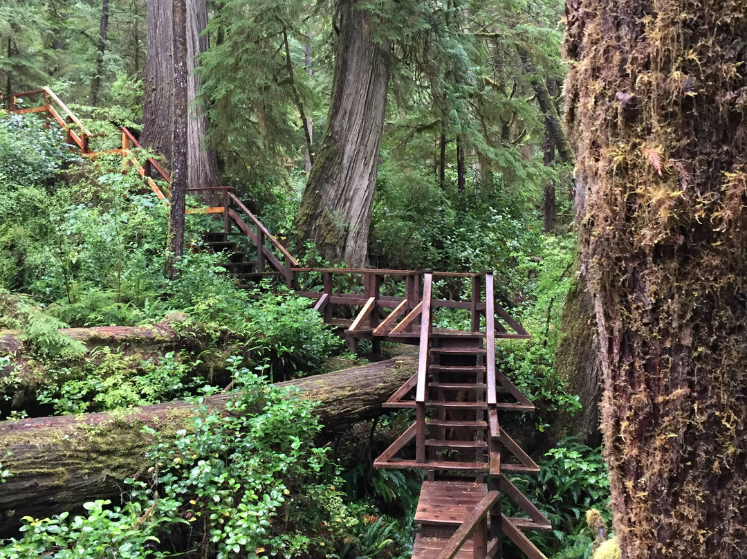 Rainforest Trail景点图片