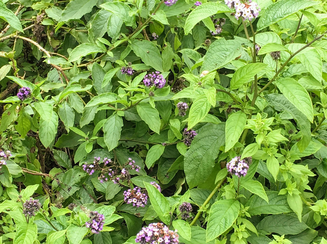 Lomas de Asias-利马必去景点