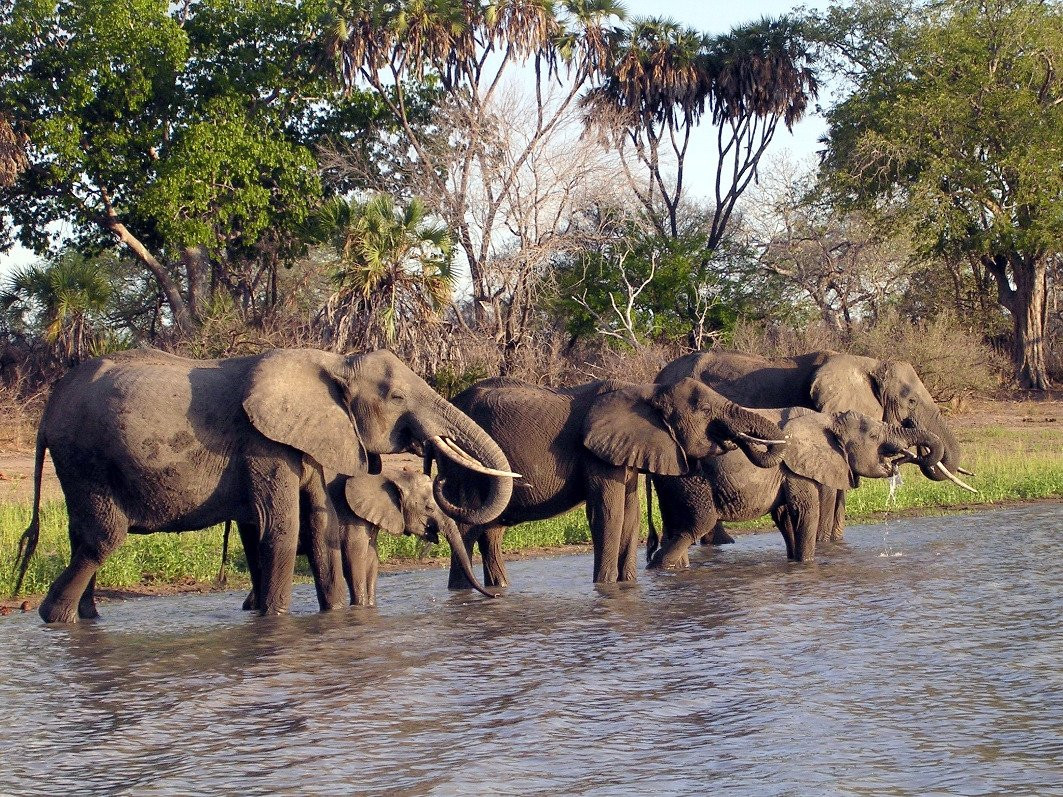 Destinations Kenya Safari景点图片