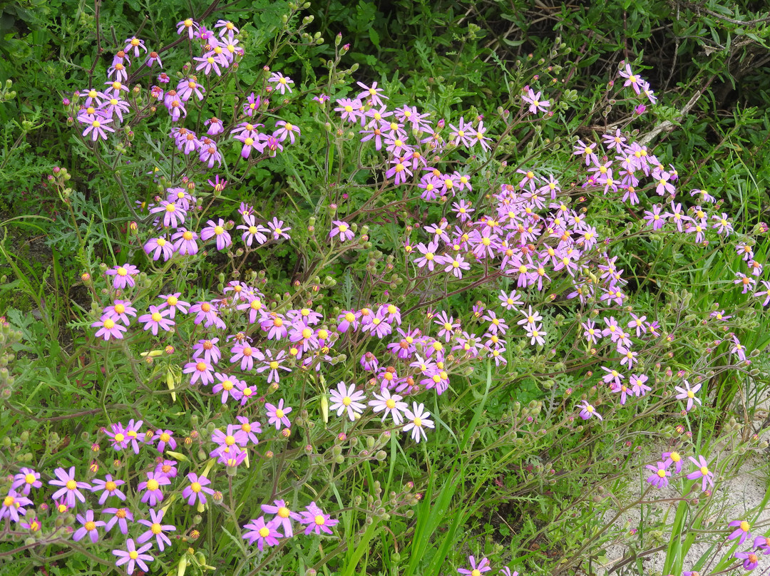 Rondevlei Nature Reserve-开普敦中心区必去景点