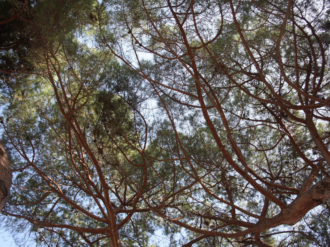 Parc Central Mataro-马塔罗必去景点