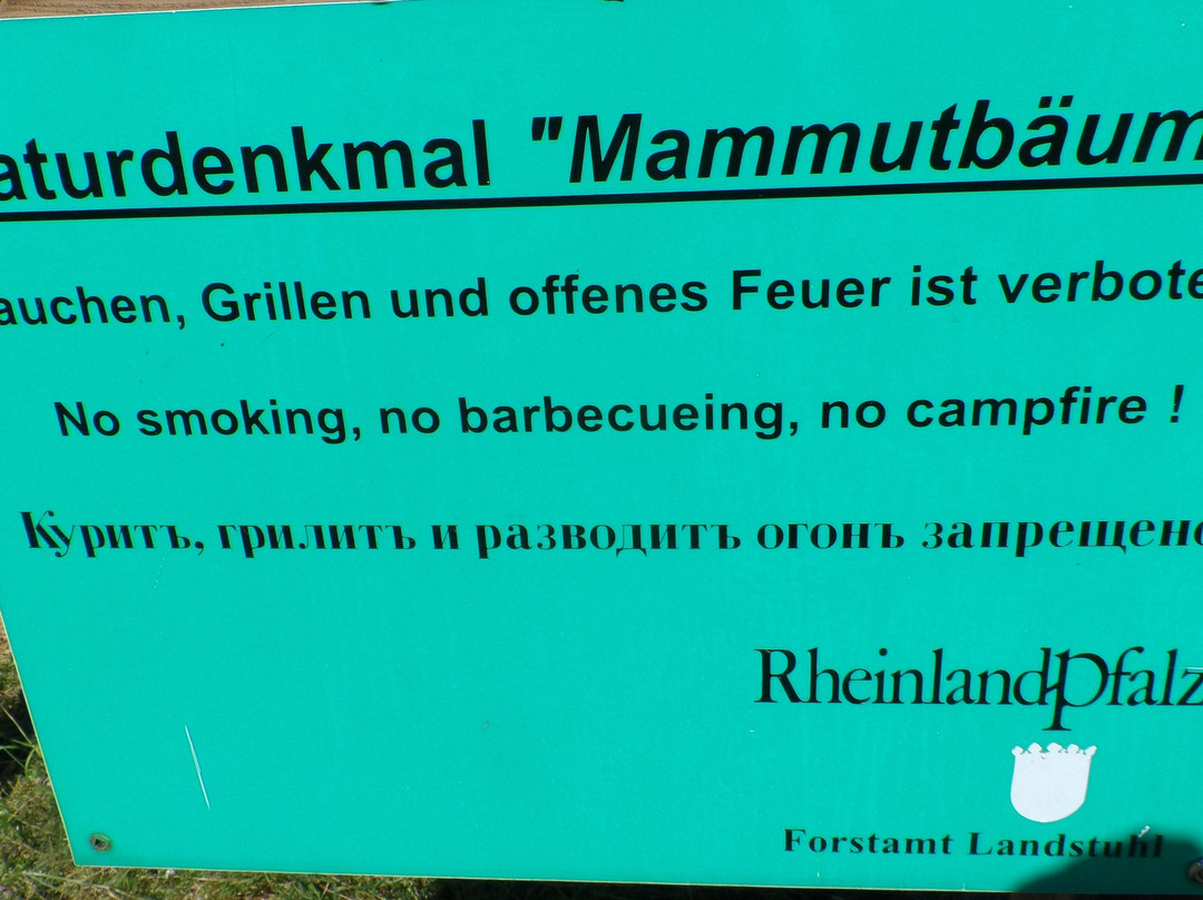 Mammutbäume景点图片