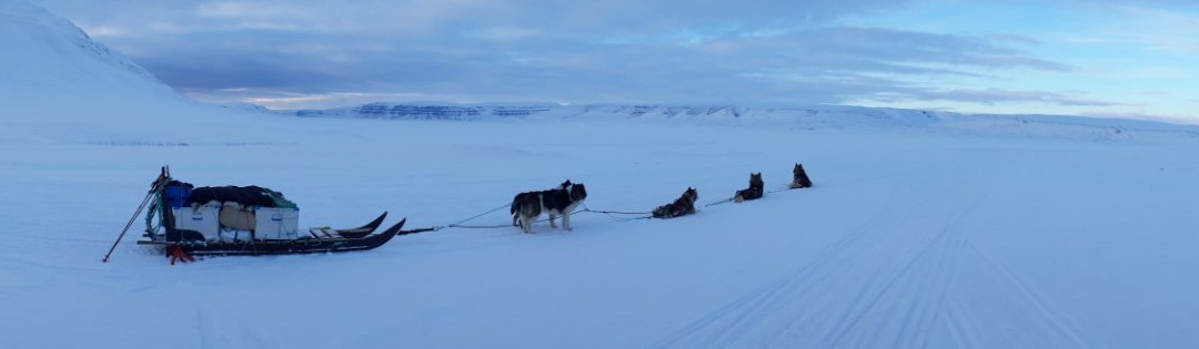 Polardogs Svalbard-朗伊尔城必去景点