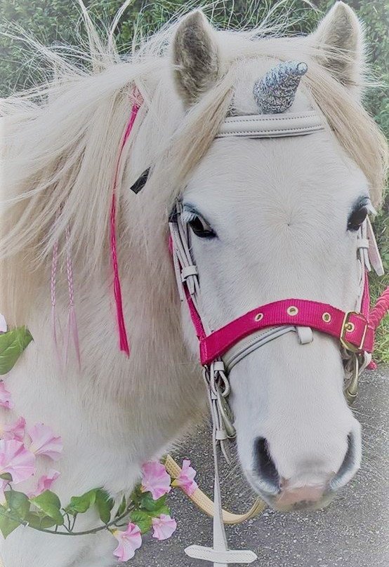 Pams Pony Parties-Meols必去景点