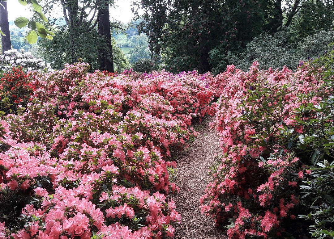 Arley Arboretum景点图片