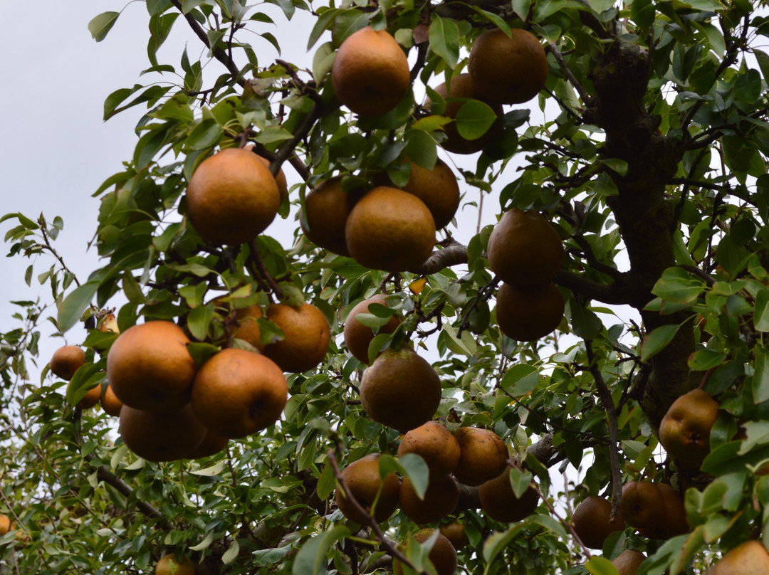 Windmill Orchard景点图片