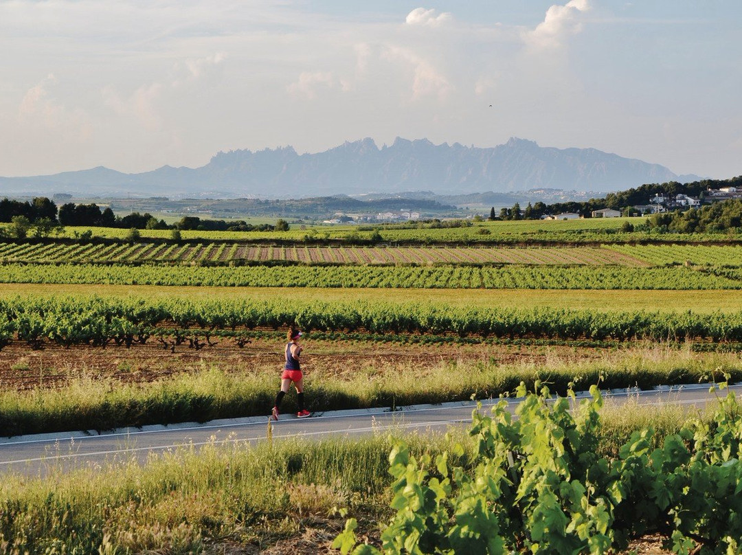 Penedes Ecotours-比拉夫兰卡德尔佩内德斯必去景点