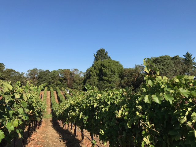 Flying Suitcase Wines-圣卡洛斯必去景点