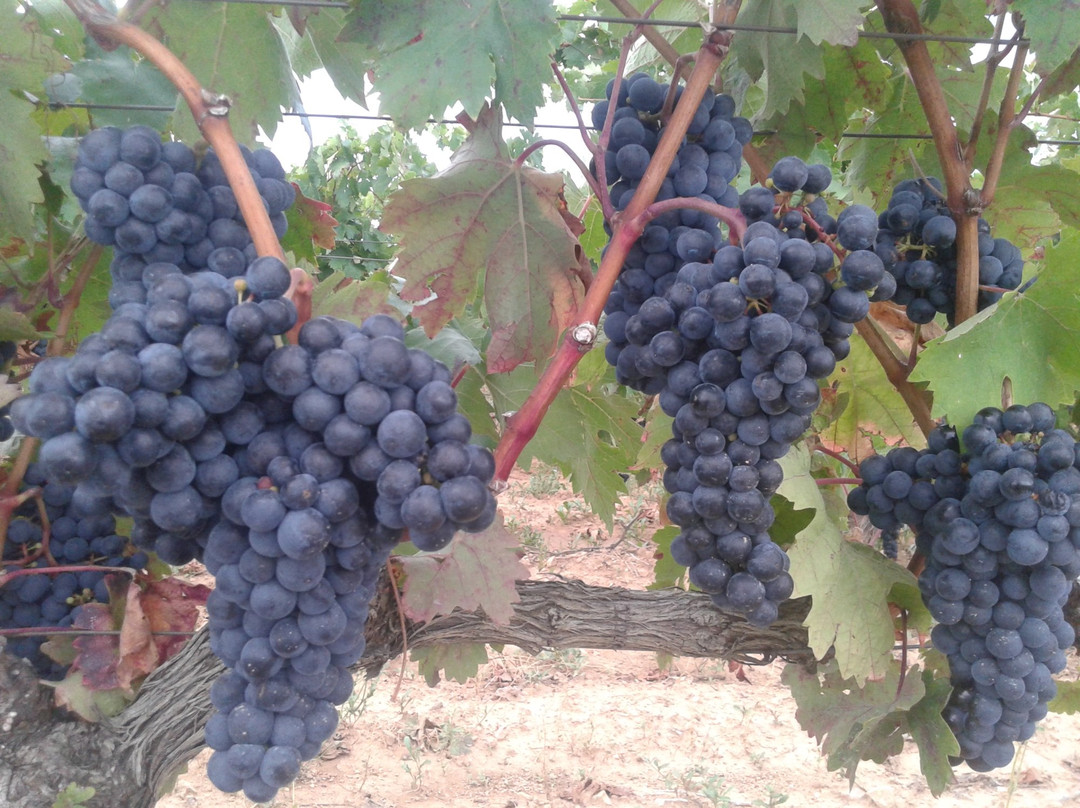 Gran Turismo Rioja-拉瓜迪亚必去景点