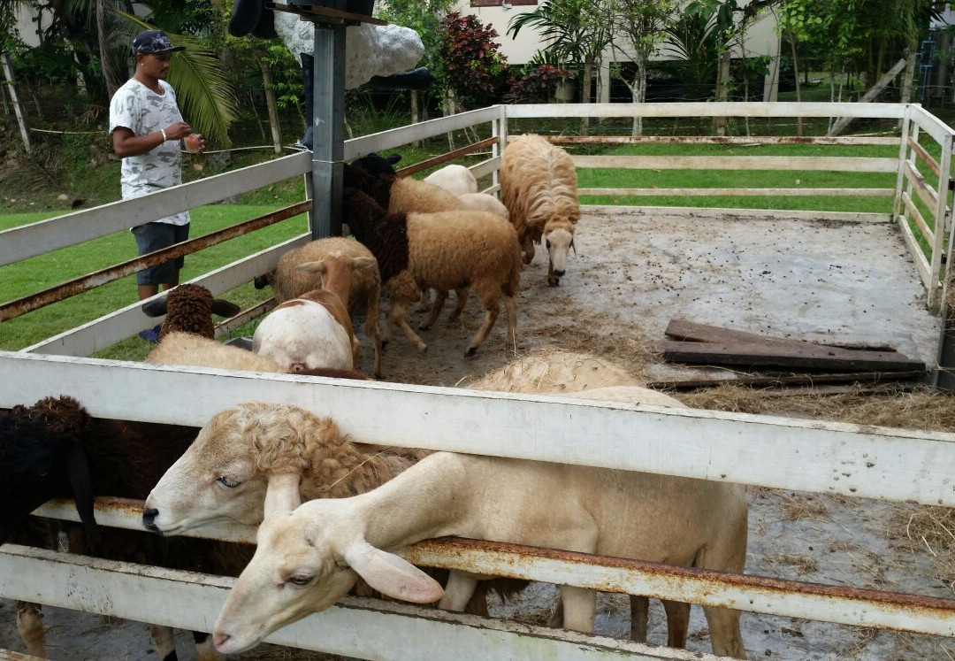 Samui Sheep Farm & Salad Bar景点图片