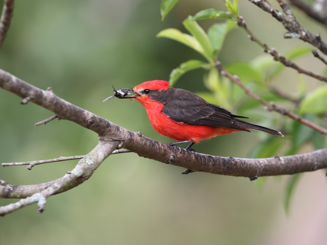 Puembo Birding Garden主图