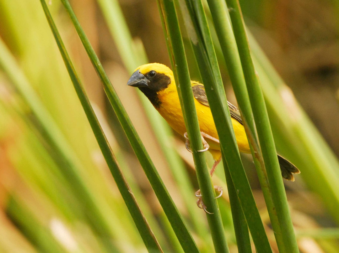 Birdpacker Birding Tours Baluran-巴纽旺宣必去景点