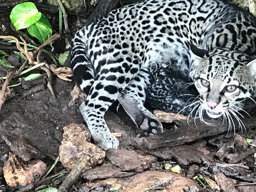 Vallazoo-巴利亚多利德必去景点