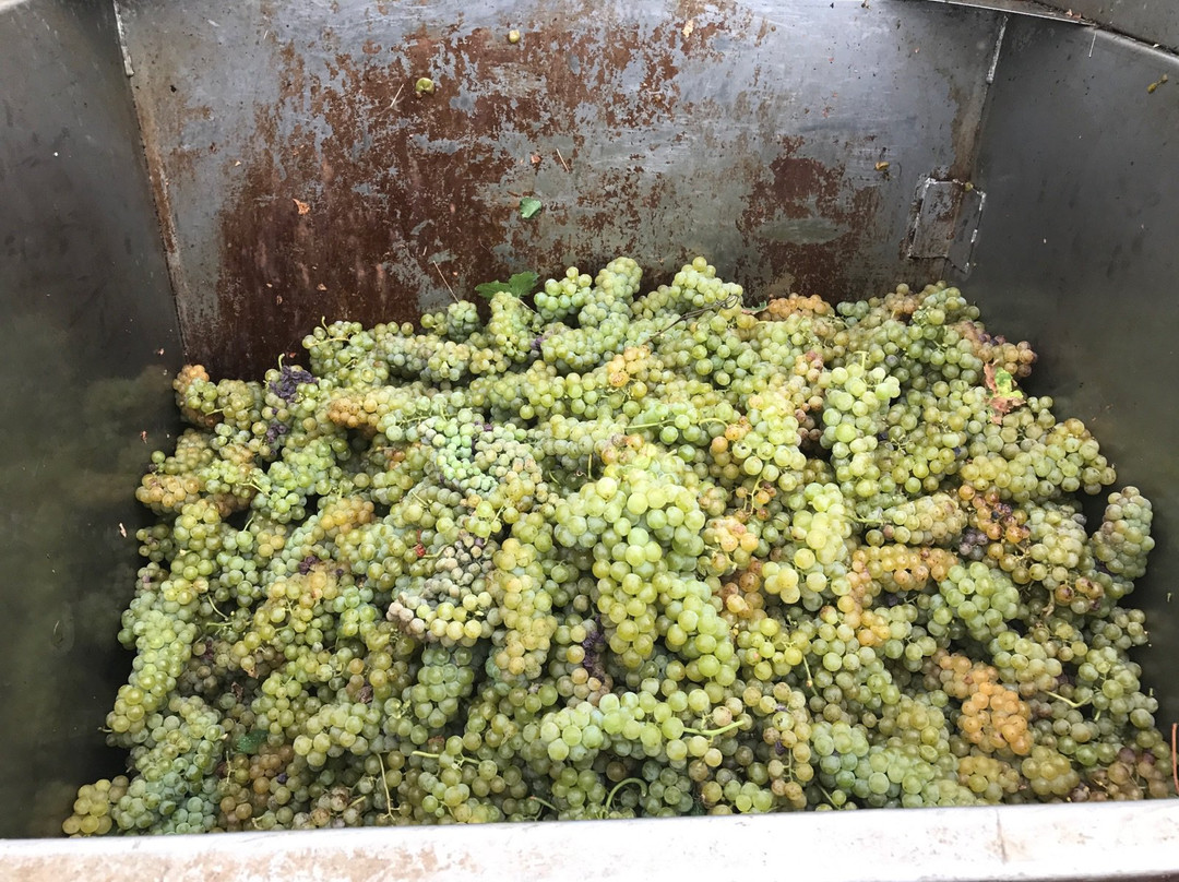 Alexander Vineyards-弗雷德里克斯堡必去景点