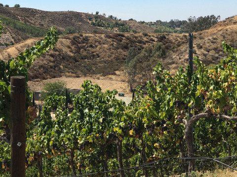 Gershon Bachus Vintners-特曼库拉必去景点