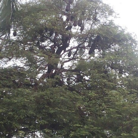 Watansoppeng (Bat City)景点图片