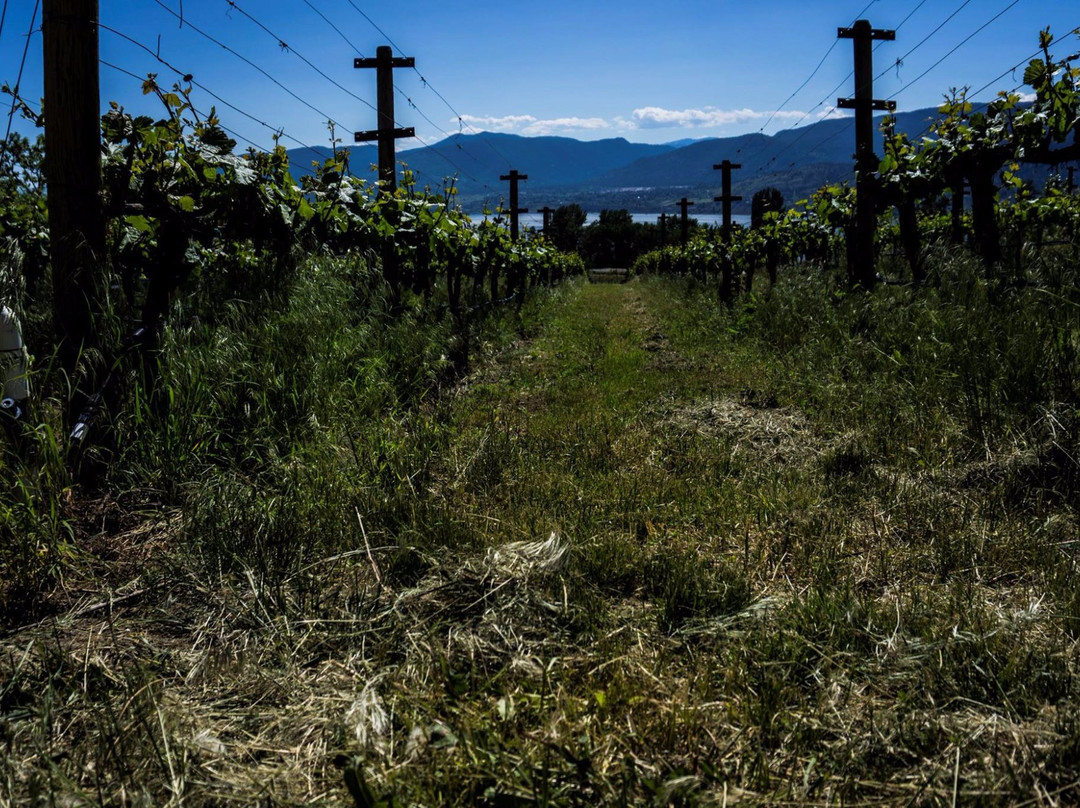 Terravista Vineyards-彭蒂克顿必去景点