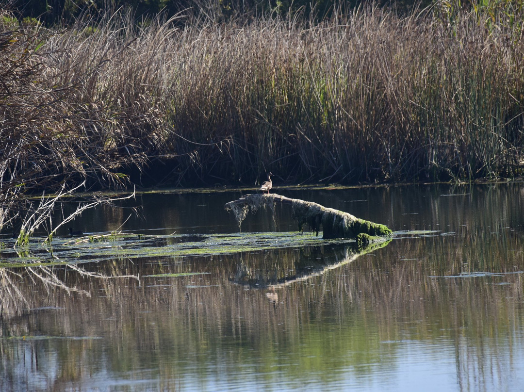 Salinas River National Wildlife Refuge景点图片
