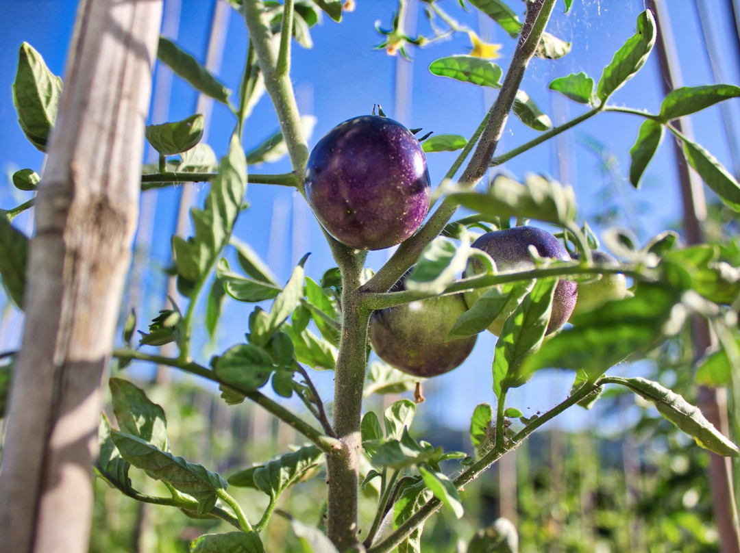 Azienda Agricola Mercuri Francesca景点图片