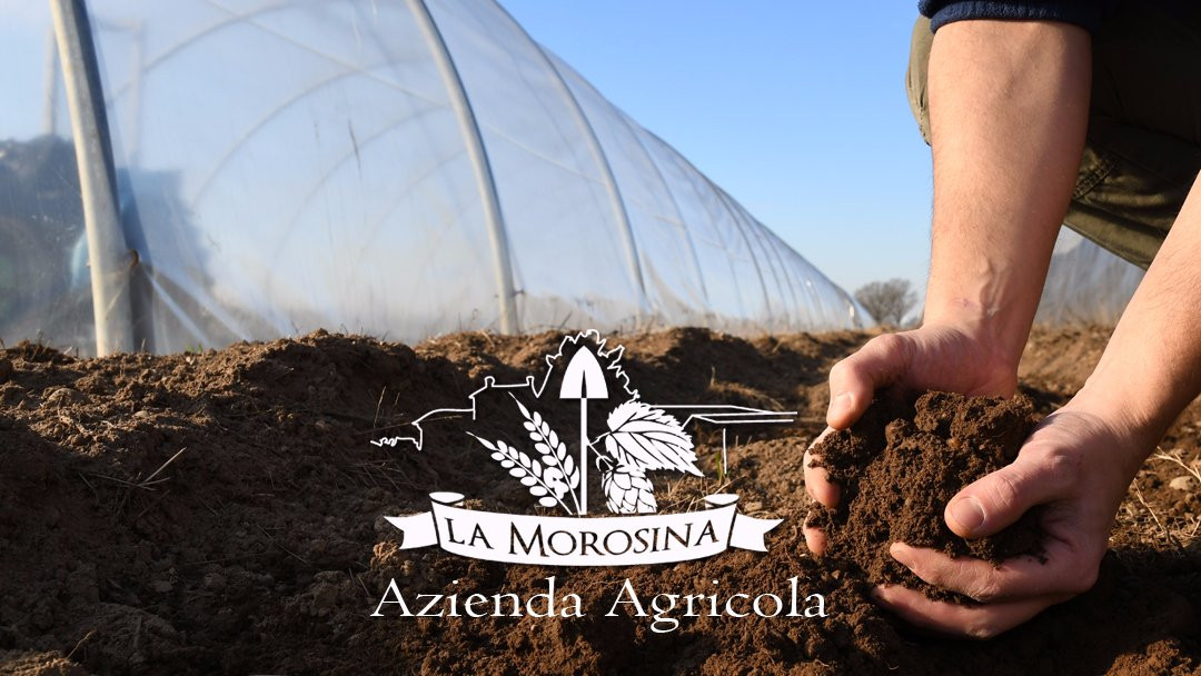 Azienda Agricola La Morosina景点图片