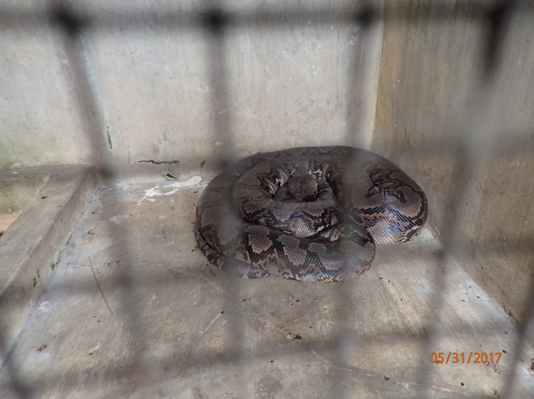 Asam Kumbang Crocodile Farm-棉兰必去景点