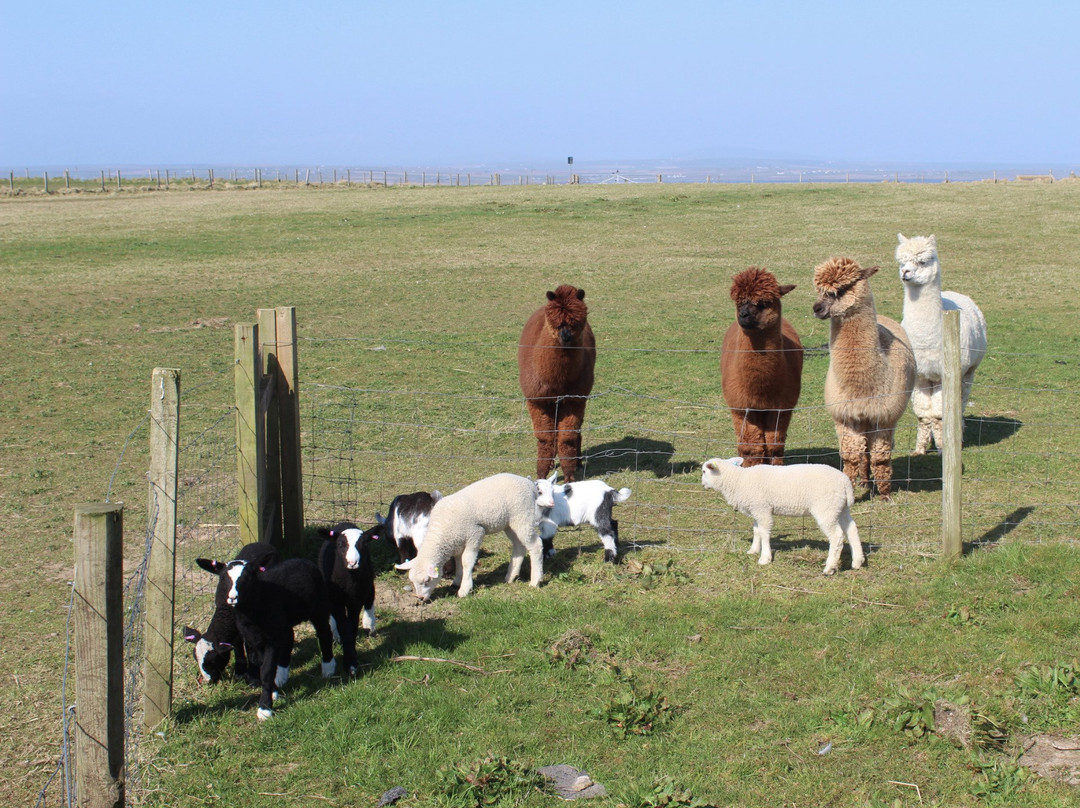 Skate Rumple Orkney Alpacas-Deerness必去景点