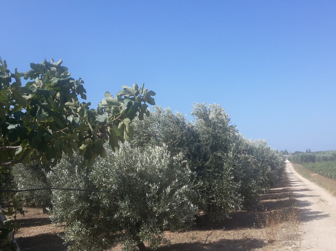 Azienda Agricola Rollo-Veglie必去景点