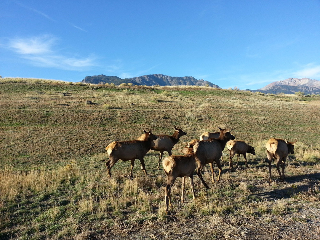 Yellowstone RV Park & Campground