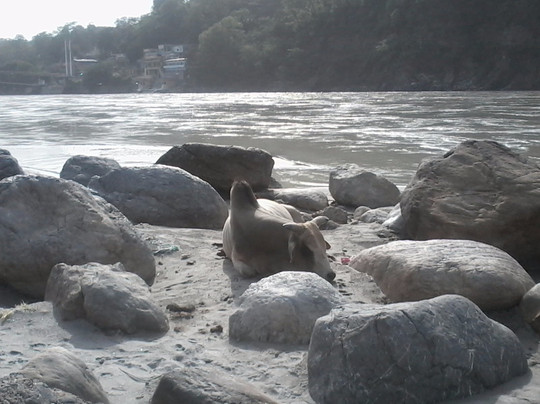 Free Walking Tour in Rishikesh-里希克虚必去景点