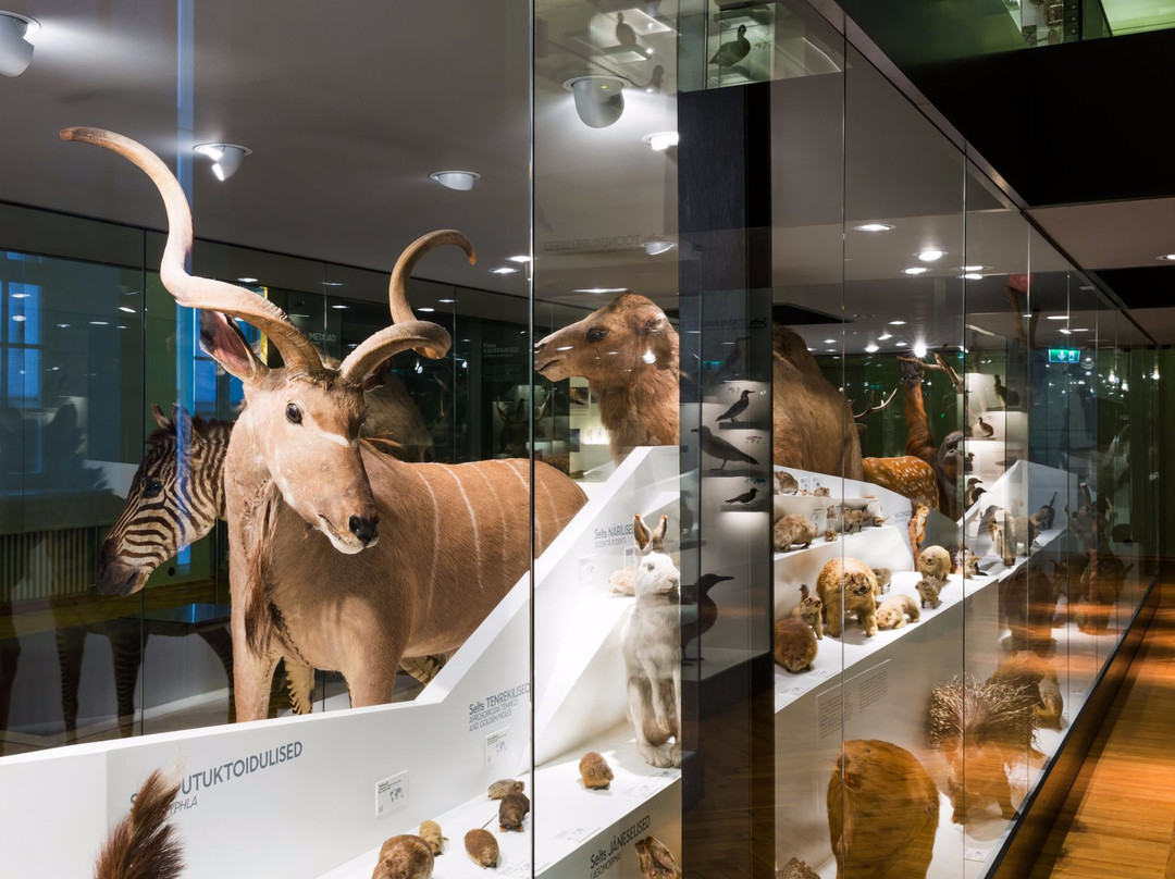 University of Tartu Natural History Museum-塔尔图必去景点