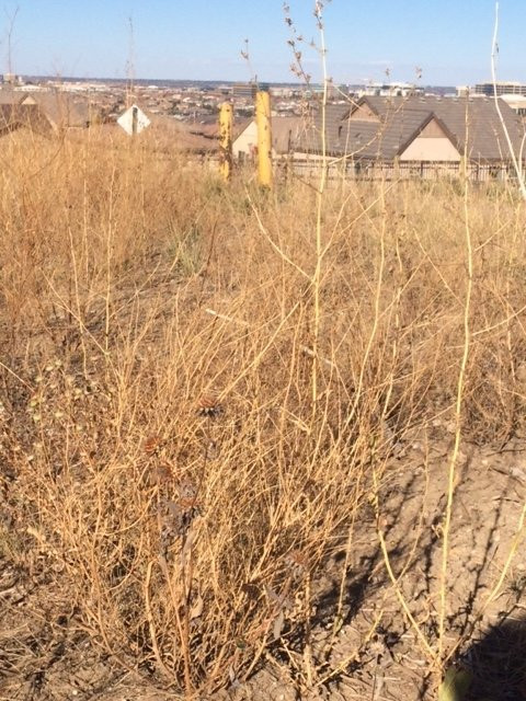 Bluffs Regional park-Lone Tree必去景点