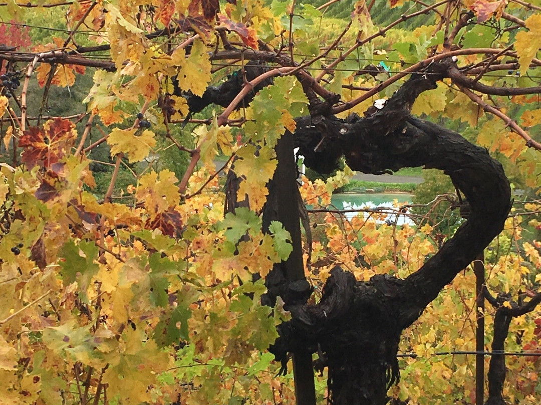 Diamond Creek Vineyards-卡利斯托加必去景点