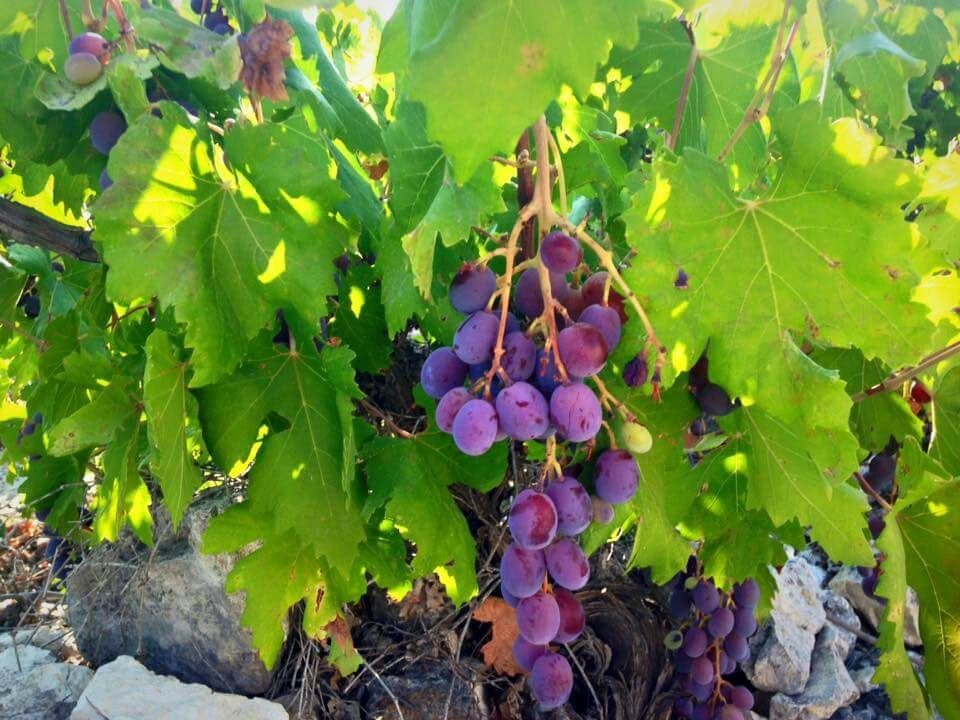 Agios Athanasios旅游景点-Vasa, Cyprus