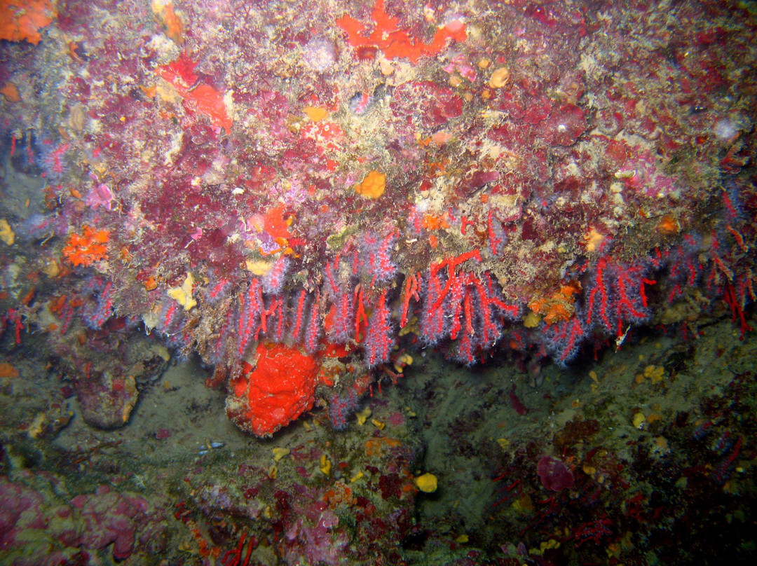 Antignano Diving Center景点图片