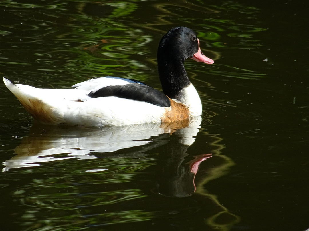 Vogelpark Ruinen景点图片