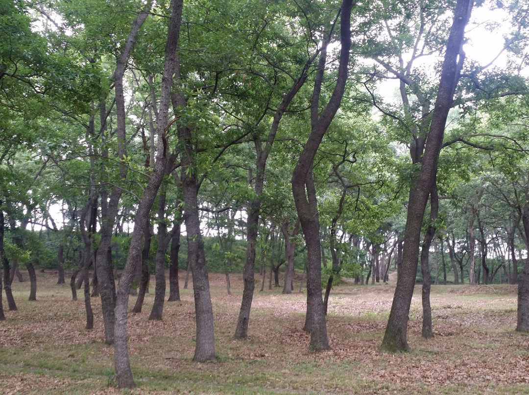 Banwolseong Fortress-庆州市必去景点