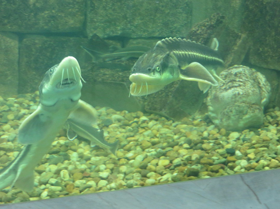 Ecomuseum & Aquarium-鲁塞必去景点