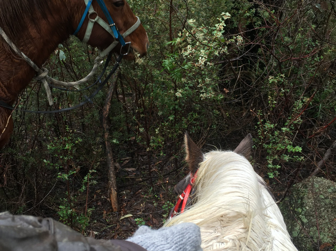 Ryders Horse Riding Tours景点图片