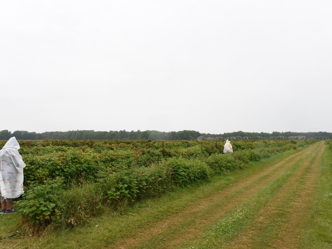 Barrie Hill Farms景点图片
